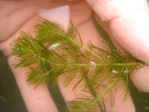 Eurasian water milfoil